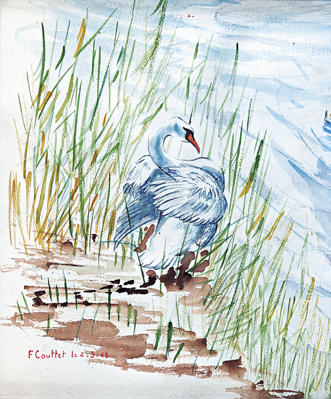 Cygne | aquarelle | François Couttet